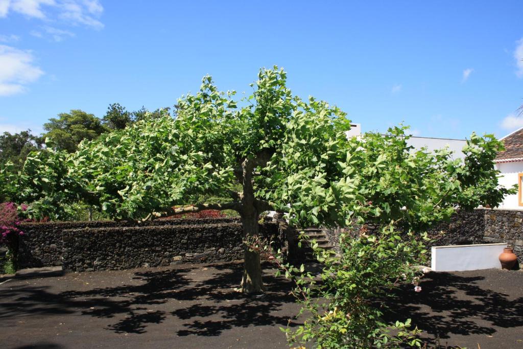 Quinta De Sao Caetano - Sao Miguel Acores Populo  Eksteriør bilde